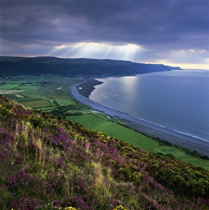 Heather Prints: Porlock Bay, Porlock, Somerset, England, United Kingdom, Europe