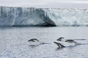 Sealife Prints: Porpoising adult Adelie penguins (Pygoscelis adeliae)