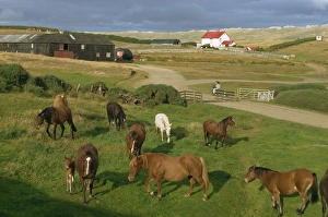 Falklands Prints: Port Howard, Falkland Islands, South America