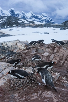 Images Dated 3rd December 2008: Port Lockroy research station, Antarctica, Polar Regions