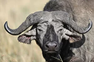 Eye Contact Gallery: Portrait of an African buffalo, Masai Mara Game Reserve, Kenya, East Africa, Africa