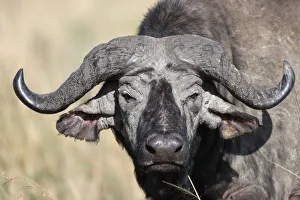 Eye Contact Gallery: Portrait of an African buffalo, Masai Mara Game Reserve, Kenya, East Africa, Africa