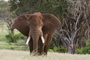Tsavo Prints: Portrait of an African elephant (Loxodonta africana), looking at the camera, Tsavo