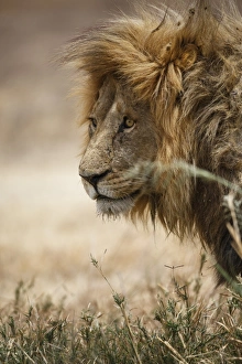 Portrait of an African lion (Panthera leo), Serengeti National Park, Tanzania, East Africa Portrait of an African lion (Panthera leo), Serengeti National Park, Tanzania, East Africa