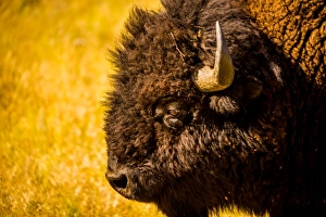 Buffalo Prints: Portrait of an American buffalo, Buffalo Round Up, Custer State Park, Black Hills