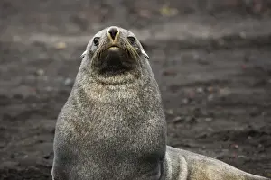 Portrait of an Antarctic fur seal (Arctocephalus gazella), Deception Island, Antarctica