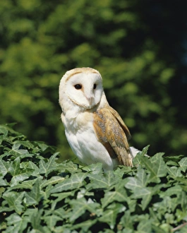 Roosting Prints: Portrait of a barn owl