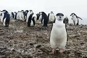 Large Group Of Animals Gallery: Portrait of a chinstrap penguin (Pygoscelis antarcticus), Half Moon Island, Antarctica