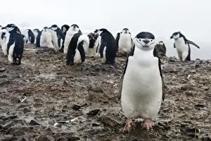 Large Group Of Animals Prints: Portrait of a chinstrap penguin (Pygoscelis antarcticus), Half Moon Island, Antarctica