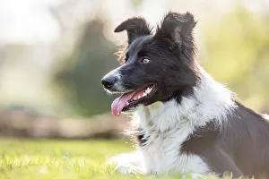 Canine Prints: Portrait of a Collie lying in the afternoon sunlight, United Kingdom, Europe