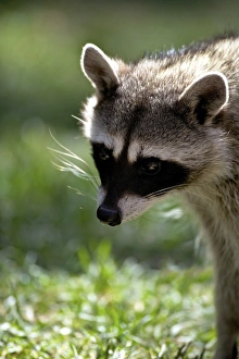 Animal Head Prints: Portrait of common raccoon (Procyon lotor)