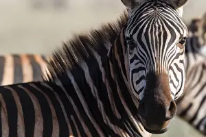 Closeup Shot Prints: Portrait of a common zebra (Equus quagga) looking at the camera, Tsavo, Kenya, East Africa