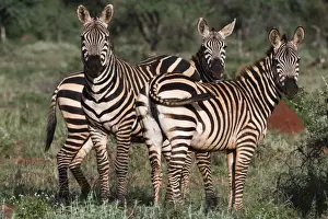 Tsavo Prints: Portrait of three common zebras (Equus quagga) in a green savannah, looking at the camera