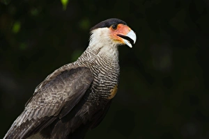 Black Background Prints: Portrait of a crested caracara, Polyborus plancus, Pantanal, Mato Grosso, Brazil