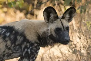 Alertness Prints: Portrait of an endangered African wild dog (Lycaon pictus), Botswana, Africa