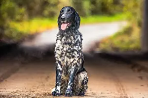 Canine Prints: Portrait of an English Setter sitting in the afternoon sunlight, United Kingdom, Europe