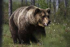 Finland Prints: Portrait of a European brown bear (Ursus arctos), Kuhmo, Finland, Europe