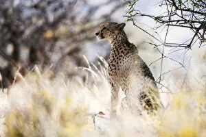 Portrait of a female cheetah (Acinonyx jubatus) in tall grass, Samburu National Reserve