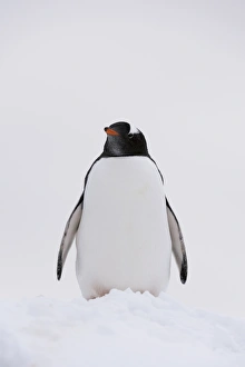 From The Front Prints: Portrait of a gentoo penguin (Pygoscelis papua), Petermann Island, Antarctica, Polar