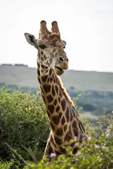 Portrait of a giraffe in the Amakhala Game Reserve on the Eastern Cape, South Africa