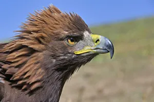 Eagle Prints: Portrait of a Golden Eagle (Aquila chrysaetos)