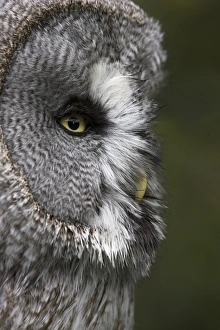 Portrait of a great grey owl (Strix nebulosa), captive, United Kingdom, Europe