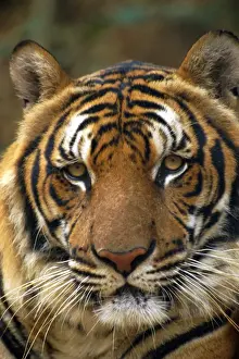 Thai Prints: Portrait of an Indo Chinese Tiger (Panthera tigris corbetti)