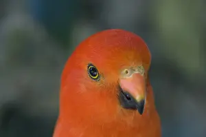 Parrot Prints: Portrait of king parrot, Victoria, Australia, Pacific