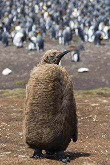 Flightless Bird Gallery: Portrait of a king penguin chick (Aptenodytes patagonica), Falkland Islands, South