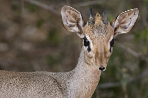 Samburu Prints: Portrait of a Kirks dik-dik (Madoqua kirkii), Samburu, Kenya, East Africa, Africa