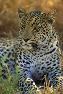 Relaxing Prints: Portrait of a Leopard (Panthera pardus), Okavango Delta, Botswana