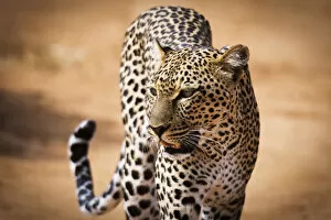 Big Cats Collection: Portrait of a leopard (Panthera pardus), Samburu National Reserve, Kenya, East Africa