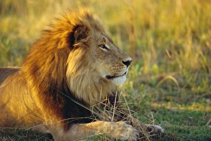 Botswana Prints: Portrait of a Lion (Panthera leo), Okavango Delta, Botswana