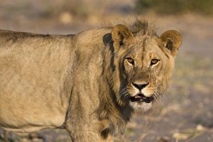Panthera Prints: Portrait of a lion (Panthera leo), Savuti marsh, Chobe National Park, Botswana, Africa