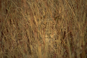 Kruger Prints: Portrait of a lioness hiding and camouflaged in long grass