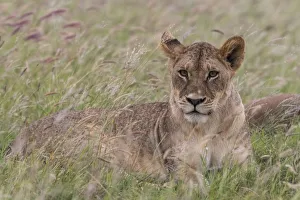 Tsavo Prints: Portrait of a lioness (Panthera leo), in a field of purple grass, Kenya, East Africa