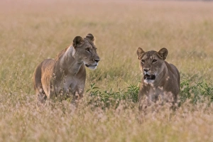 Panthera Prints: Portrait of two lionesses (Panthera leo) in the savannah, Masai Mara, Kenya, East Africa
