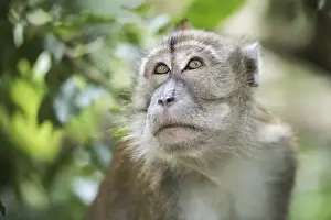 North Sumatra Prints: Portrait of a Long Tailed Macaque (Macaca Fascicularis) in the jungle at Bukit Lawang