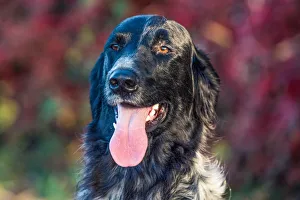 Portrait Prints: Portrait of a Longhaired Pointer, United Kingdom, Europe