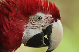 Images Dated 10th February 2011: Portrait of Macaw, Lok Kawi Wildlife Park, Sabah, Borneo, Malaysia, Southeast Asia, Asia