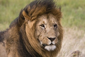 Mane Prints: Portrait of a male lion (Panthera leo), Masai Mara, Kenya, East Africa, Africa