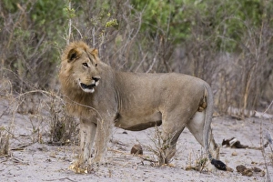 Male Animal Prints: Portrait of a male lion (Panthera leo), Savuti, Chobe National Park, Botswana, Africa
