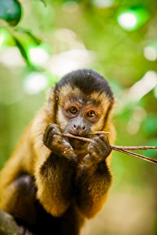 Foreground Focus Prints: Portrait of a monkey, Johannesburg, South Africa, Africa