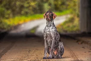 Canine Prints: Portrait of a Pointer sitting in the afternoon sunlight, United Kingdom, Europe