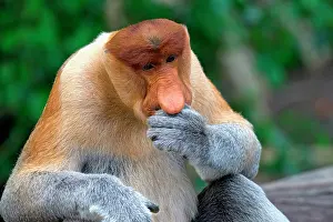 Portrait Prints: Portrait of a Proboscis monkey thinking in Borneo, Malaysia