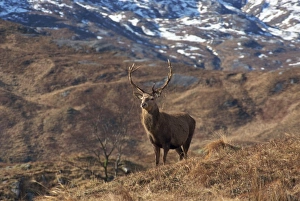 Red Deer Prints: Portrait of a red deer