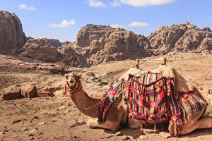 Petra Prints: Portrait of seated camel with colourful rugs, view to City of Petra ruins, Petra