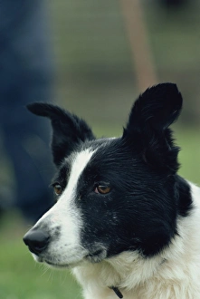 Working Animal Prints: Portrait of a sheep dog