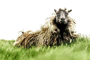 Lying Down Prints: Portrait of a sheep on green meadows, Faroe Islands, Denmark, Europe
