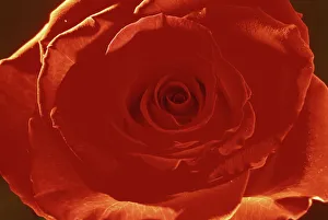 Rose Prints: Portrait of a single red rose